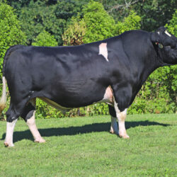 Holando NZ - COLA