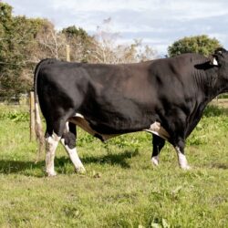 Holando NZ - OFFICER