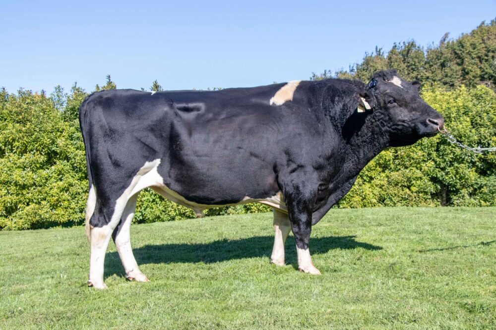 Holando NZ - FREE RANGE