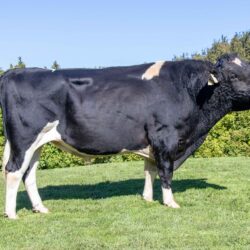Holando NZ - FREE RANGE