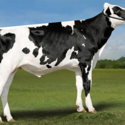 Holando Americano - TORRINGTON