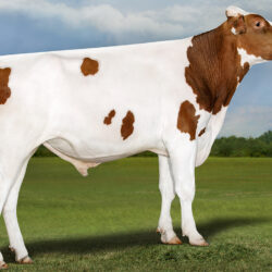 Holando Americano - RAE-BAN-RED