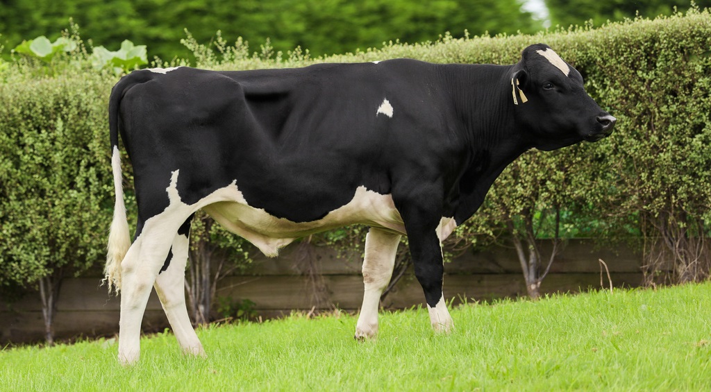 Holando NZ - ASTIR º