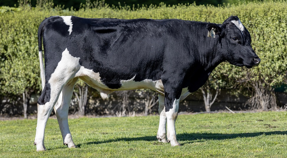 Holando NZ - ATTORNEY