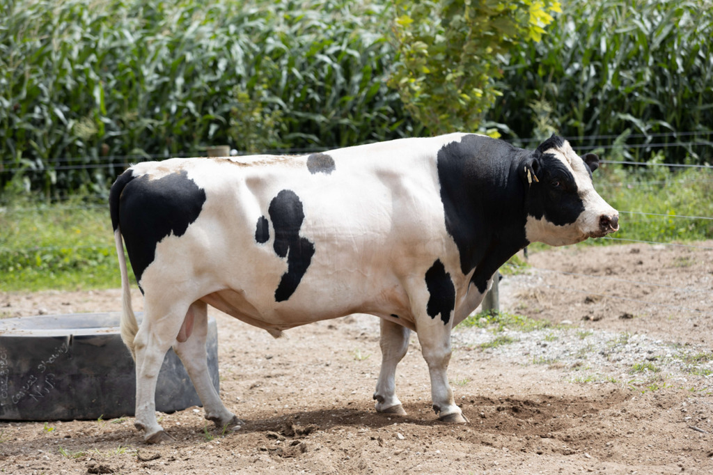 Holando NZ - CASHPOINT