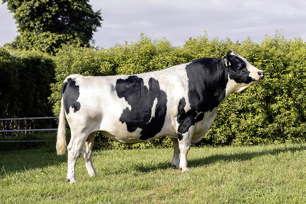 Holando NZ - EXCELLENT