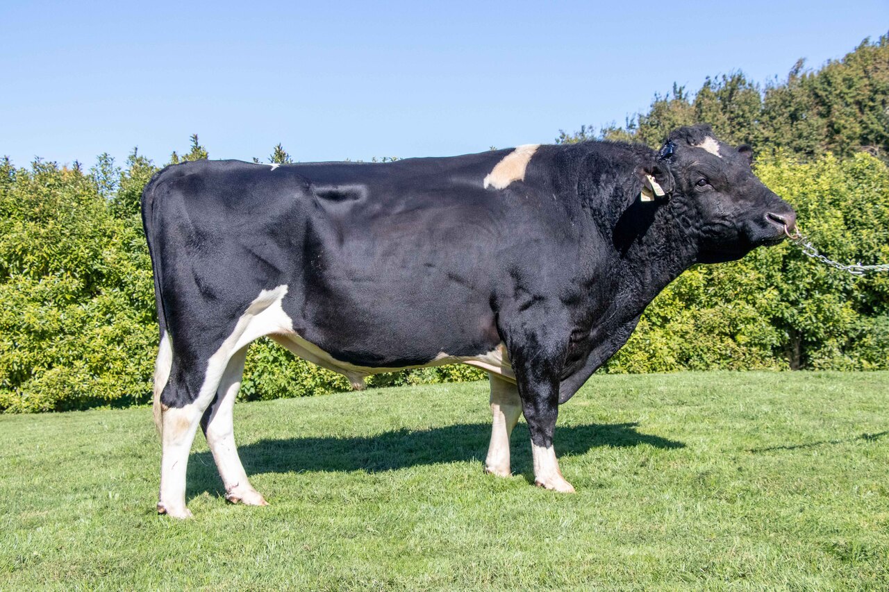 Holando NZ - FREE RANGE