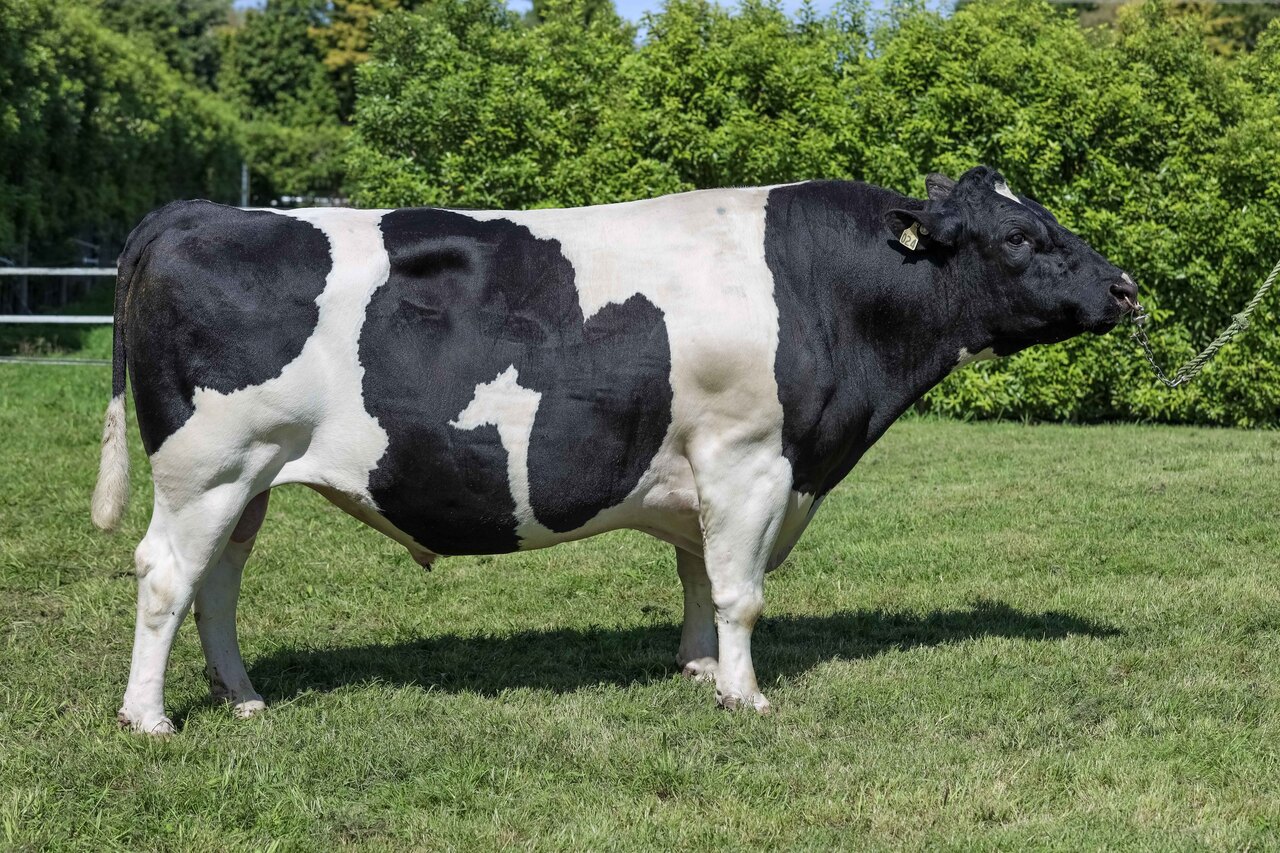 Holando NZ - LANDLORD