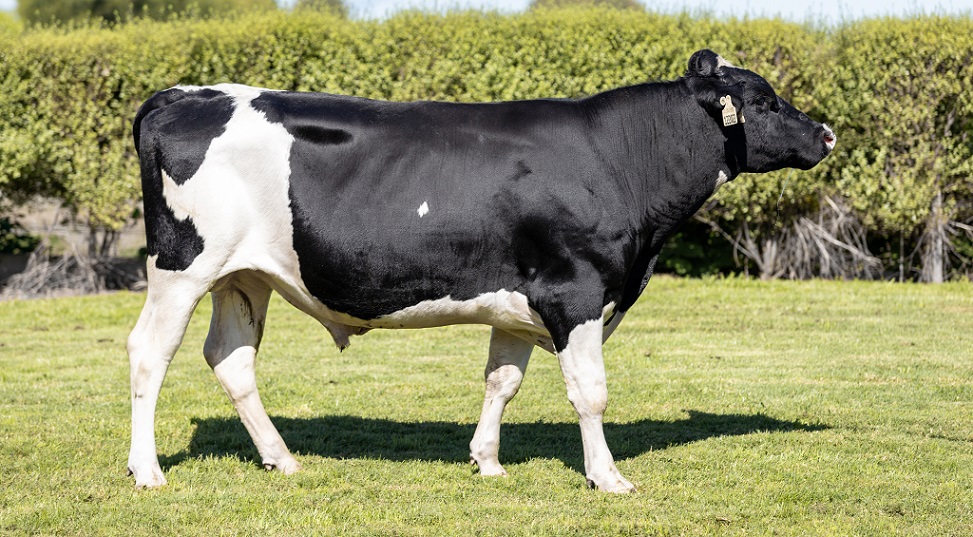 Holando NZ - MAGNIFICENT º