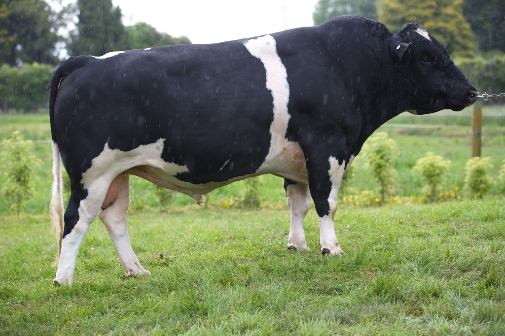 Holando NZ - OVERTIME