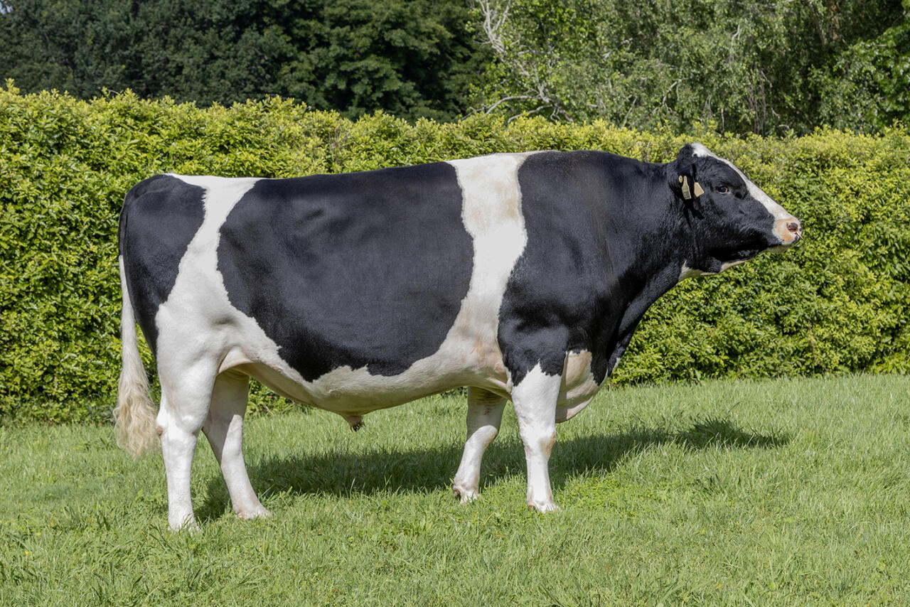 Holando NZ - QUICKFIRE º