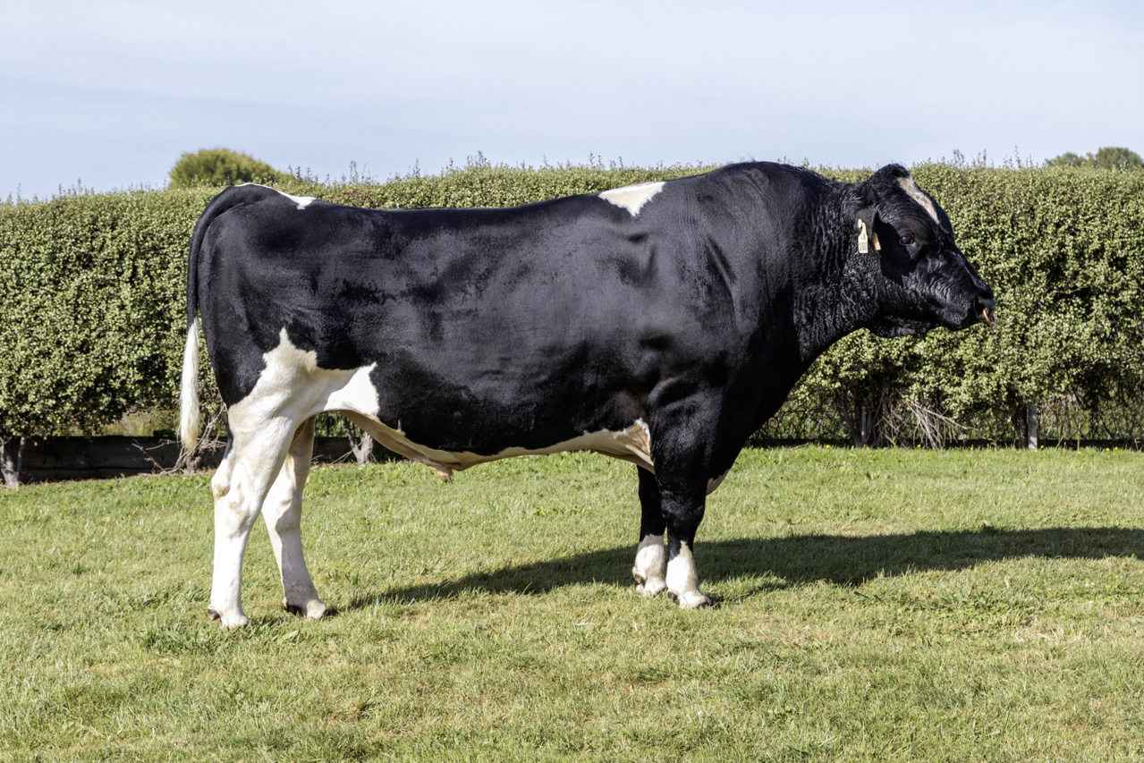 Holando NZ - RIVAL º