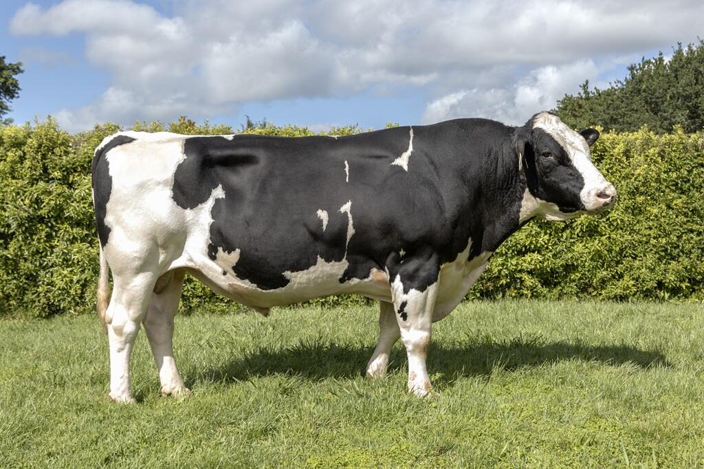 Holando NZ - SADIO º