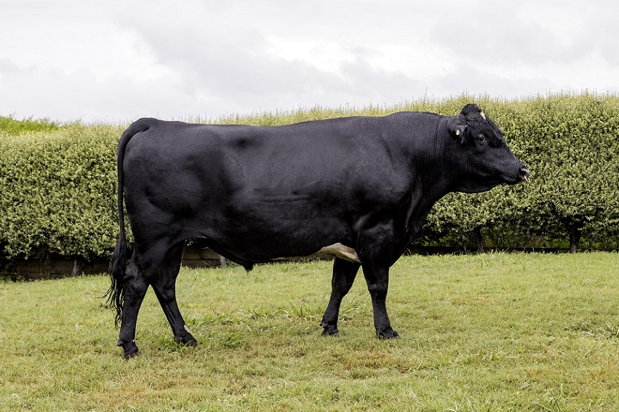 KiwiCross - COMMANDO