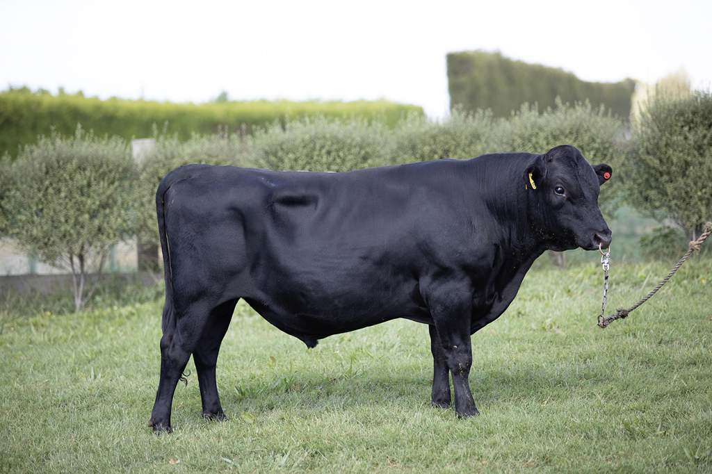 KiwiCross - CENTURION