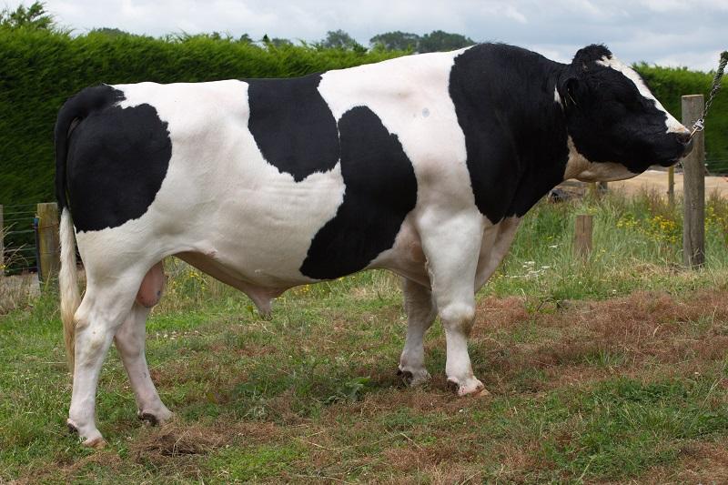 KiwiCross - EXPLICIT **