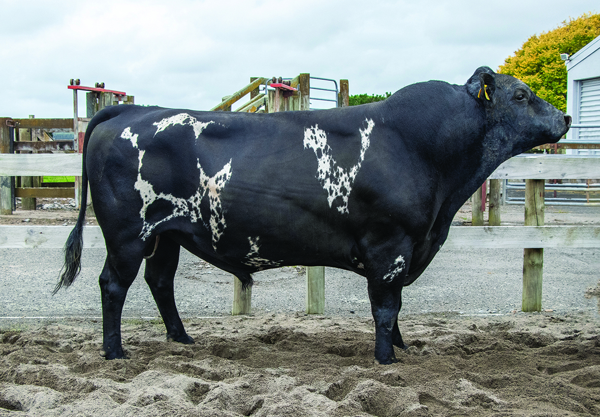 KiwiCross - KRYPTONITE