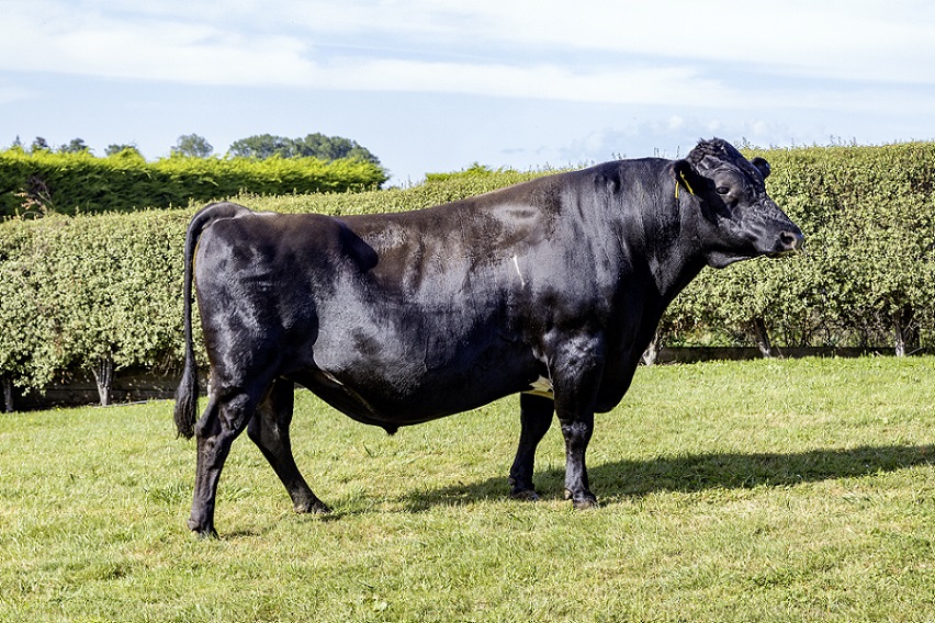 KiwiCross - MARVELLOUS