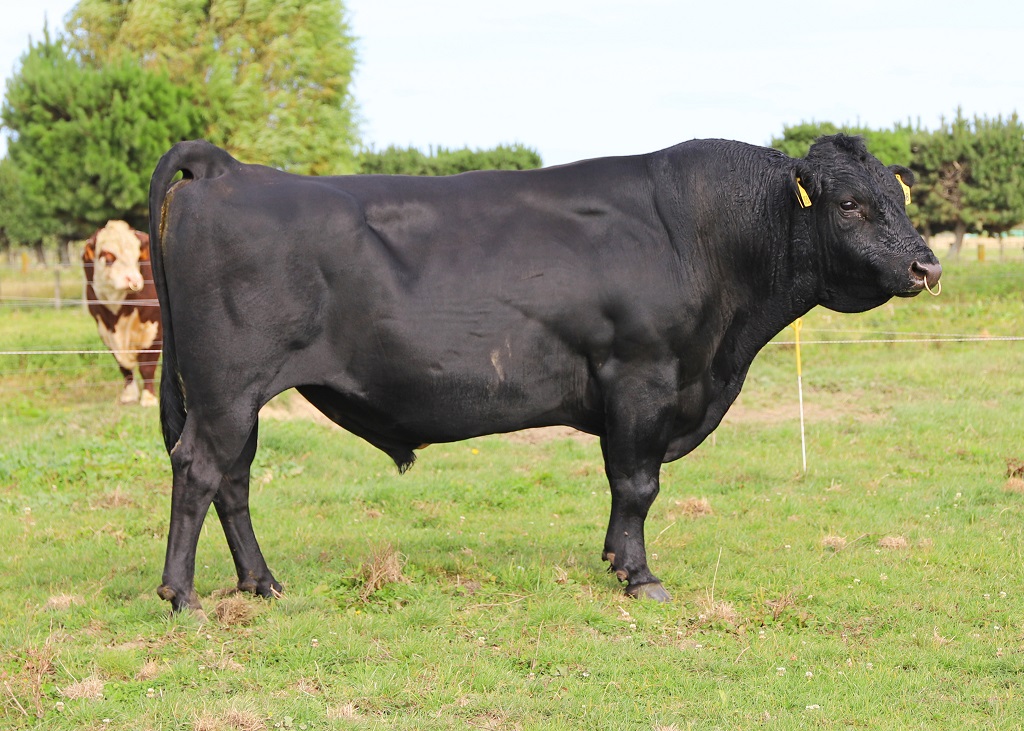 KiwiCross - PREMONITION