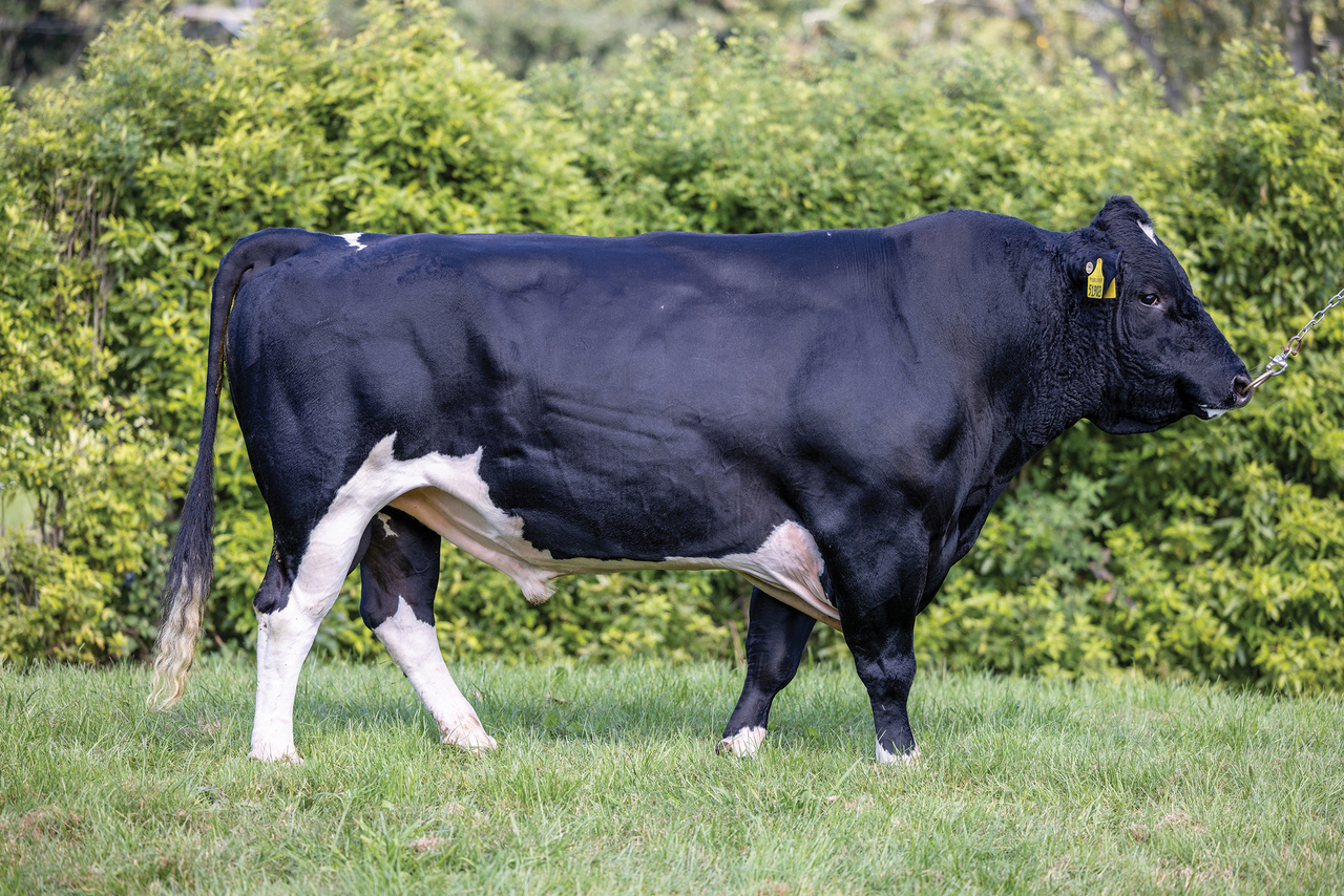 KiwiCross - PUBLISHER