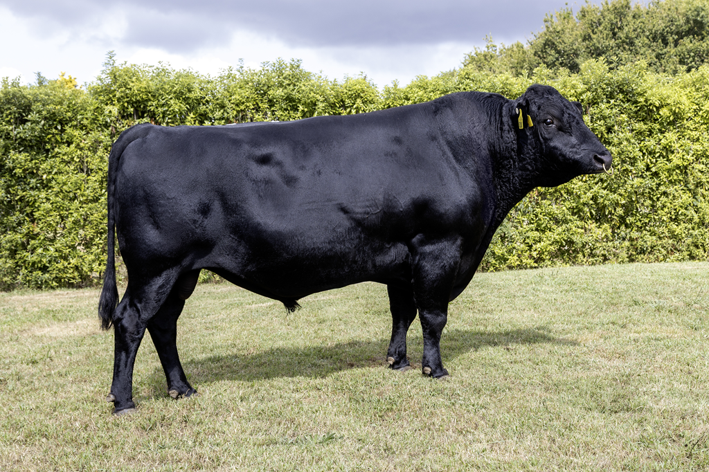 KiwiCross - SANDSTORM