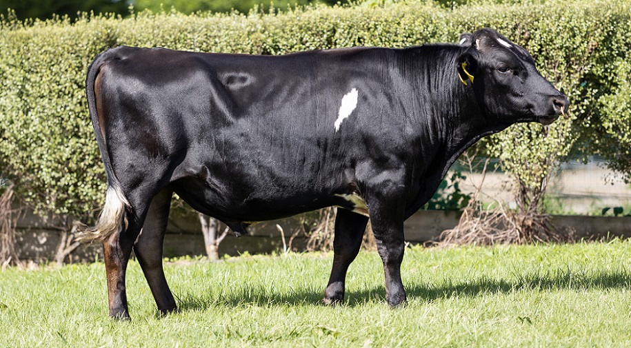 KiwiCross - SCORPION º