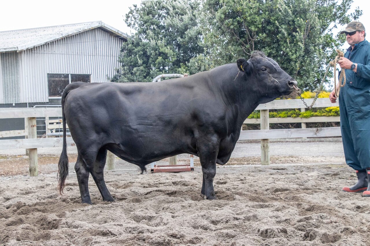 KiwiCross - TOMAHAWK